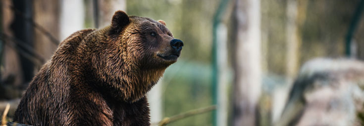 Braunbär im Wald