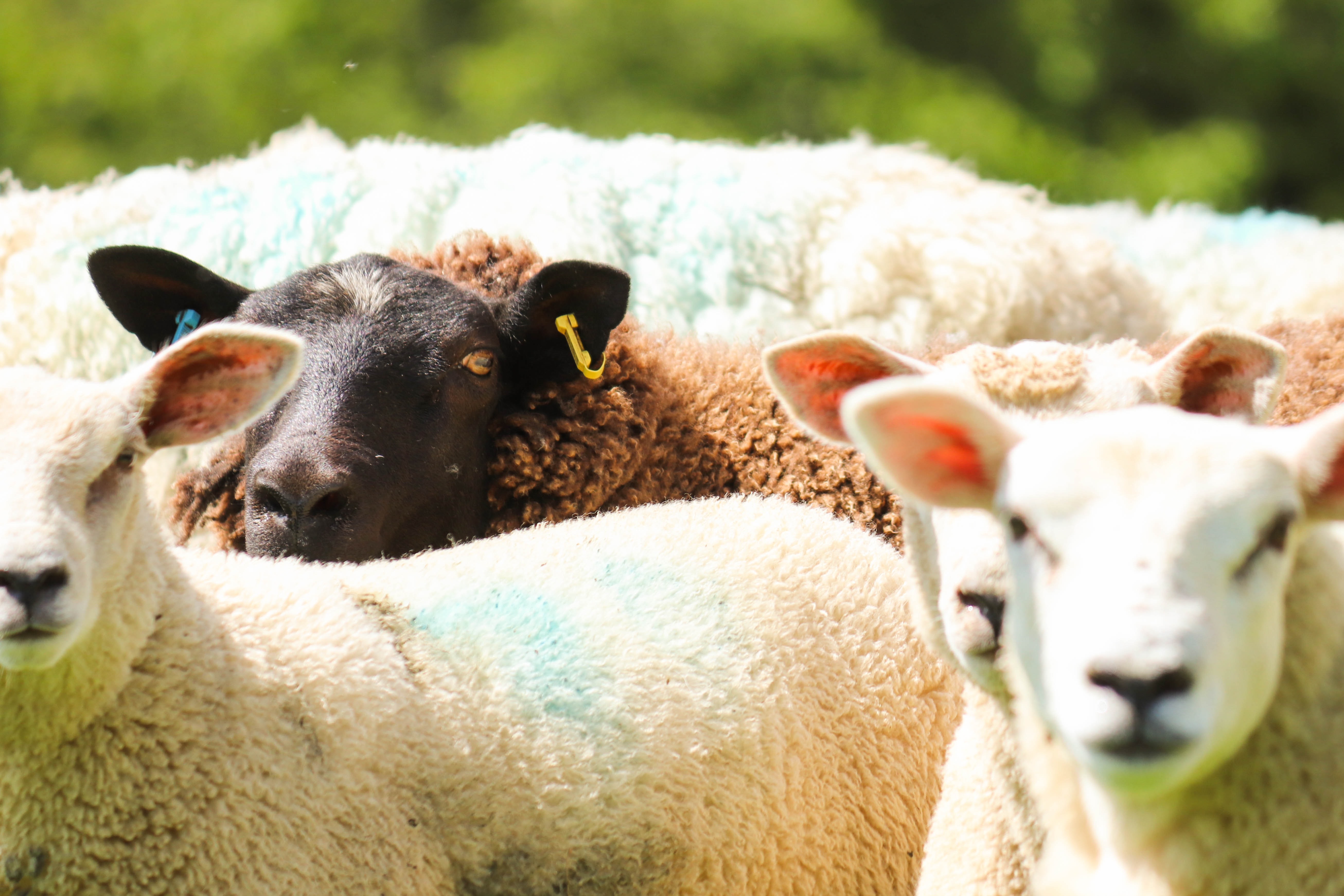 herder-weißer-schafe-inmitten-ein-schwarzes-schaf