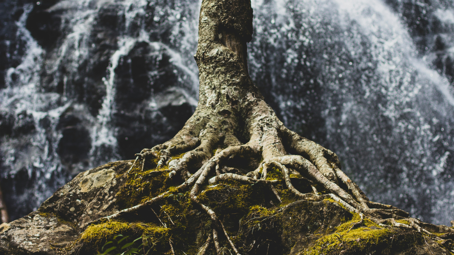 baum-starke-wurzel-wasser
